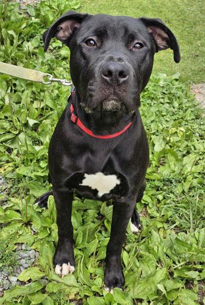 Linus, a Adoptable mixed breed in Cary, NC image 2/3