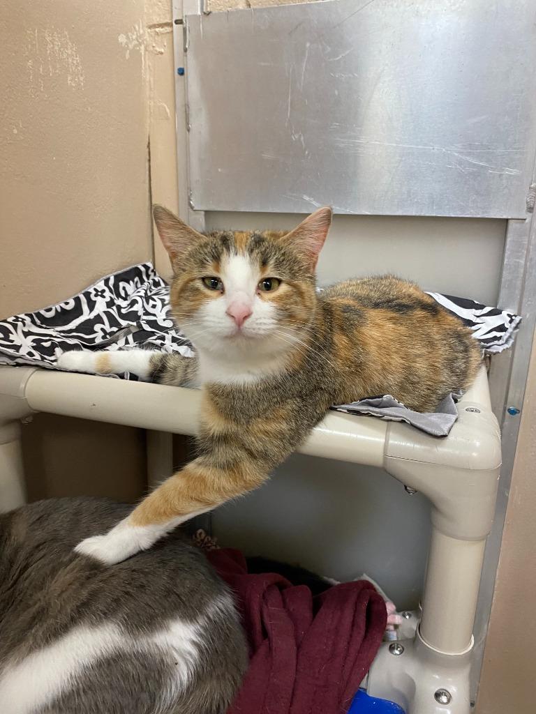 Keegan, Adoptable, Adult Female Domestic Short Hair.