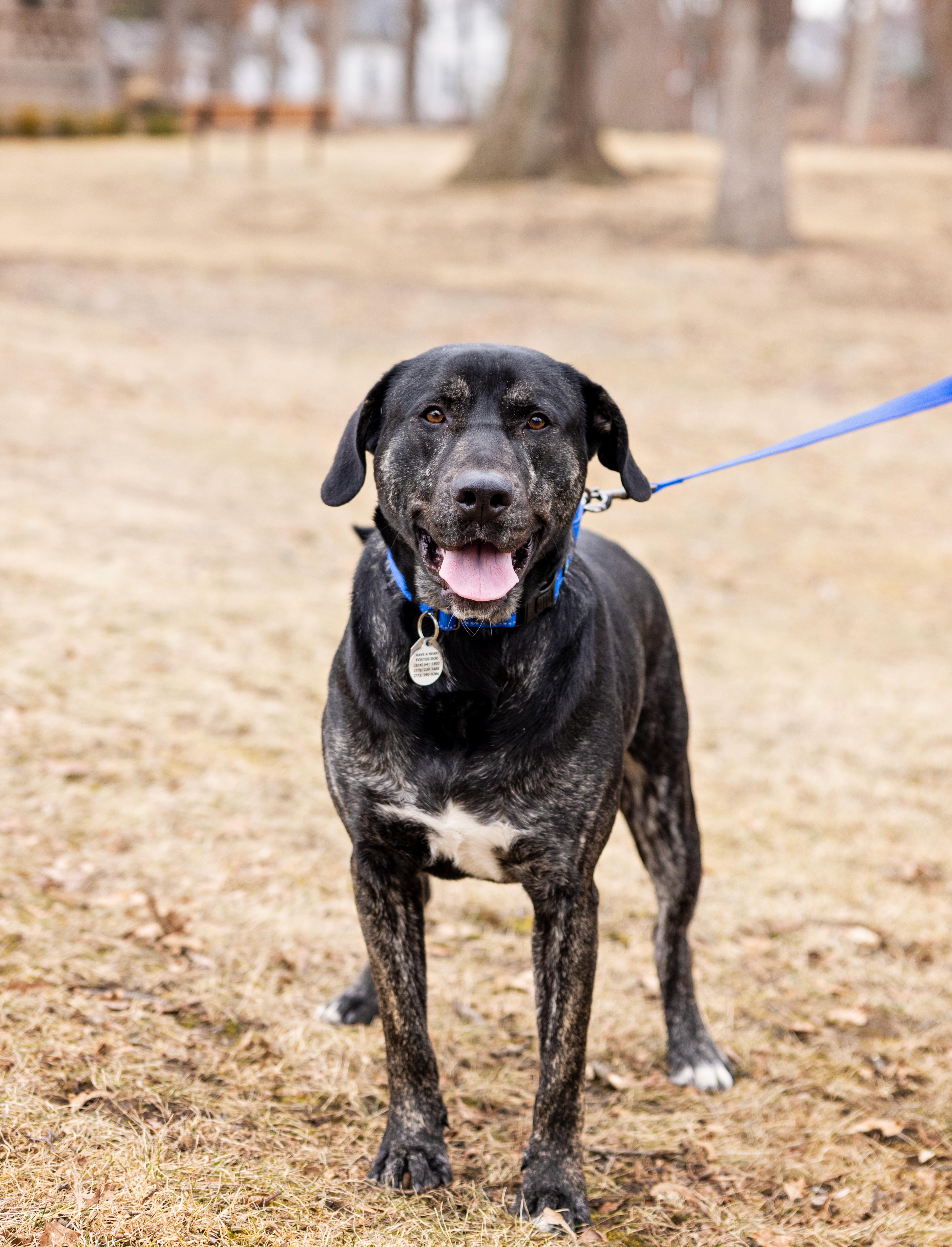 Enlarge Perry, a Adoptable mixed breed in Naperville, IL image 6/6