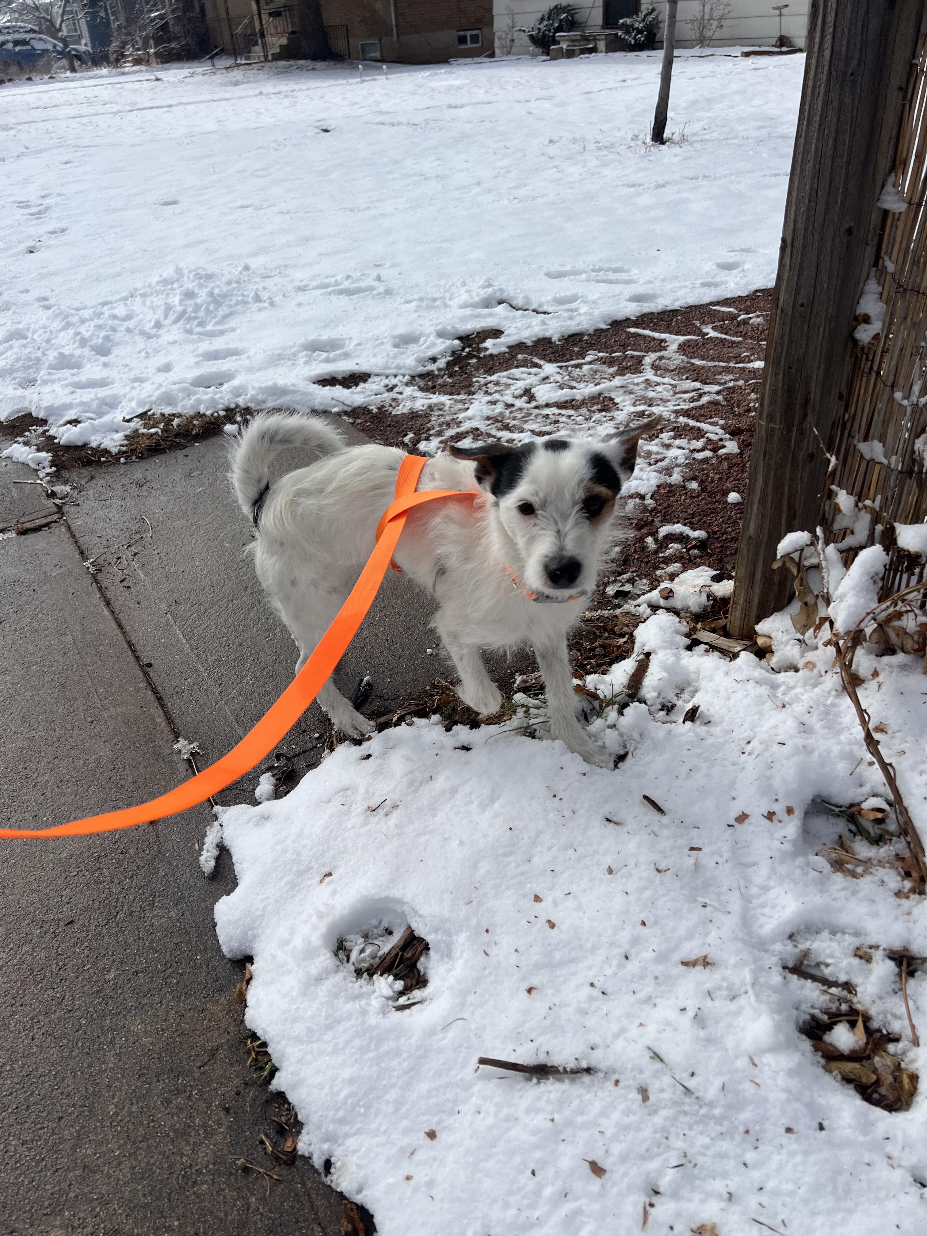 Enlarge Squirt, an adoptable Jack Russell Terrier in Fort Collins, CO image 4/5