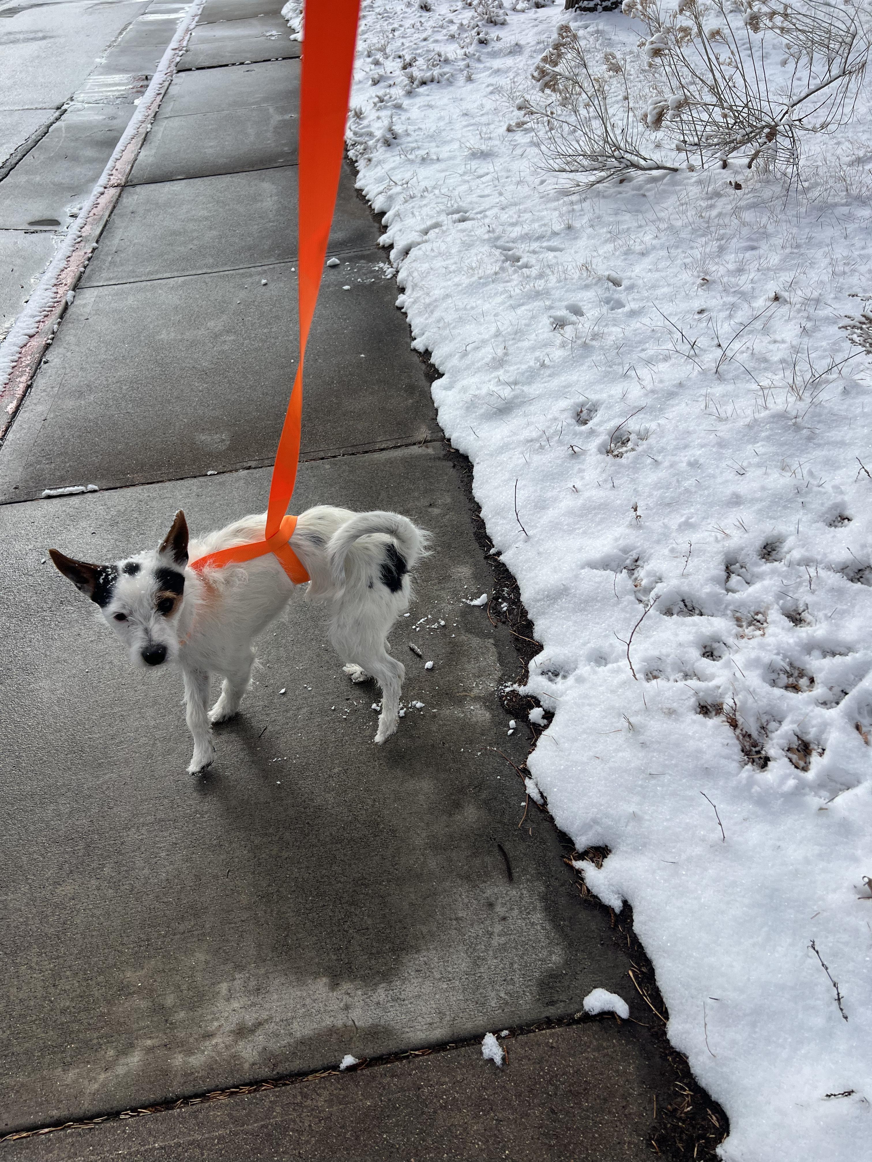 Enlarge Squirt, an adoptable Jack Russell Terrier in Fort Collins, CO image 5/5