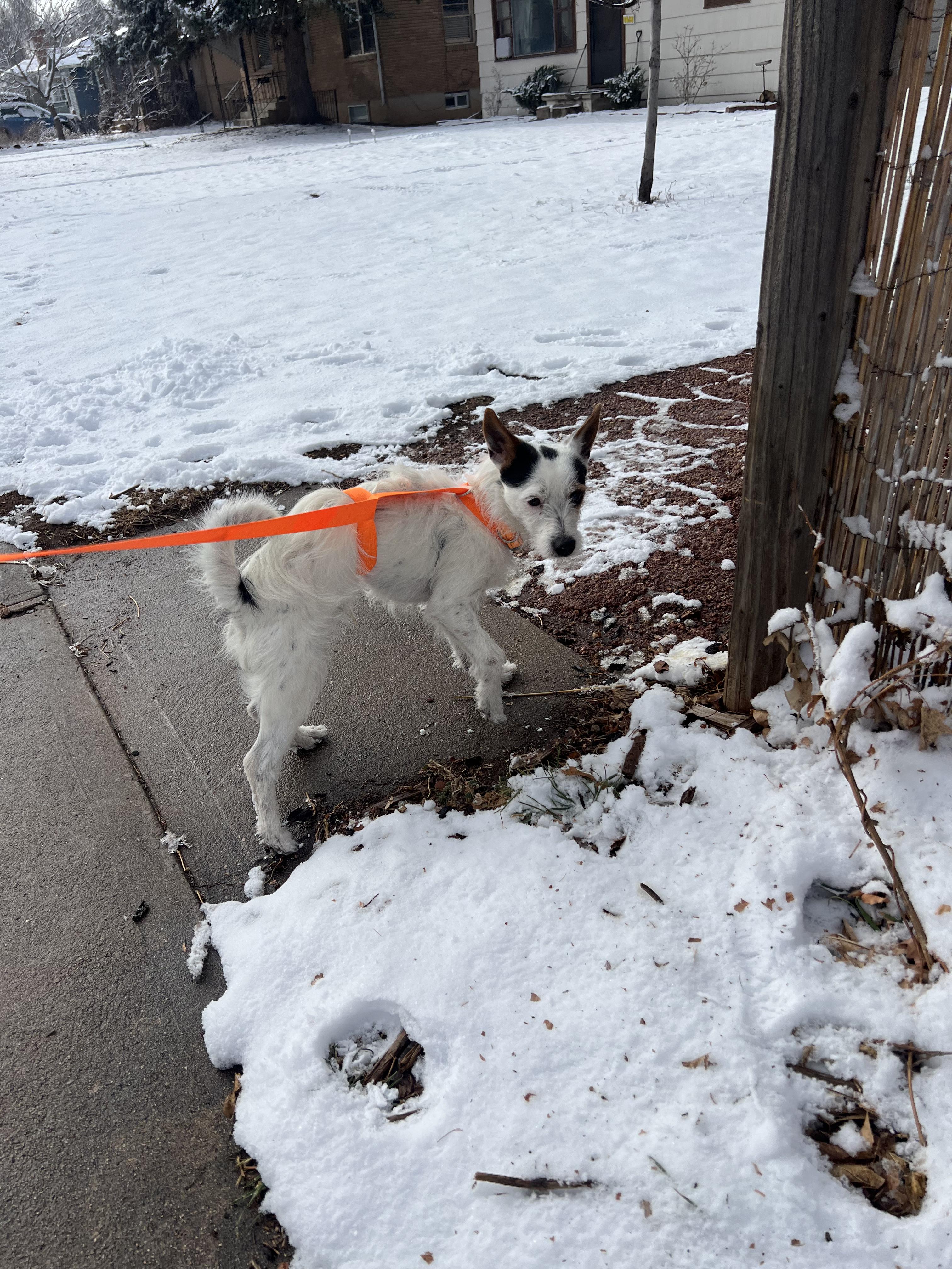 Enlarge Squirt, an adoptable Jack Russell Terrier in Fort Collins, CO image 3/5