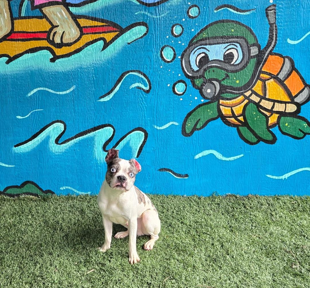 SINATRA **DEAF** tinycauseadopt@gmail.com