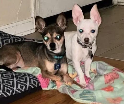 Cruella, a ADOPTABLE Chihuahua in Fulton, NY image 3/5
