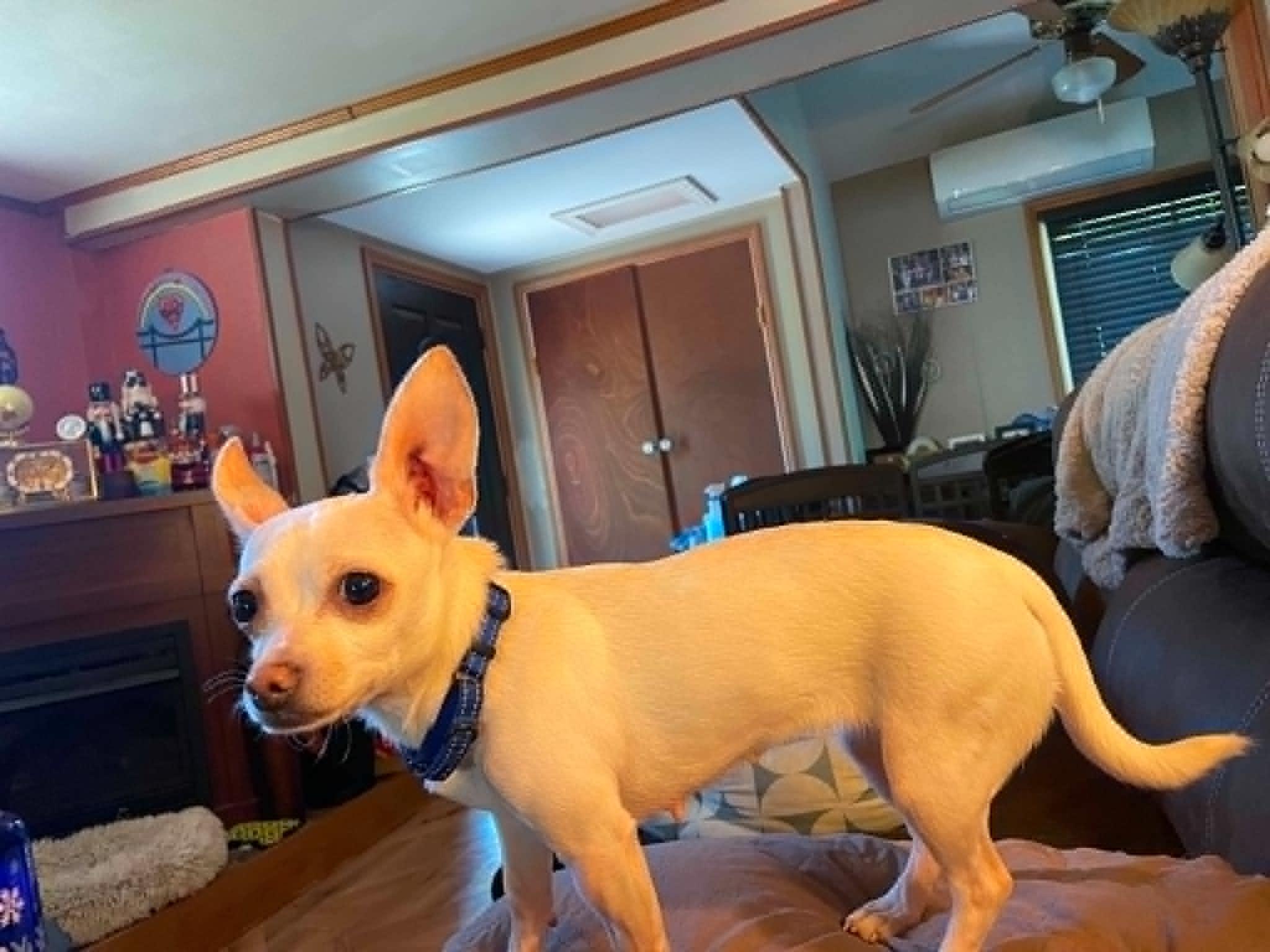 Cruella, a ADOPTABLE Chihuahua in Fulton, NY image 2/5