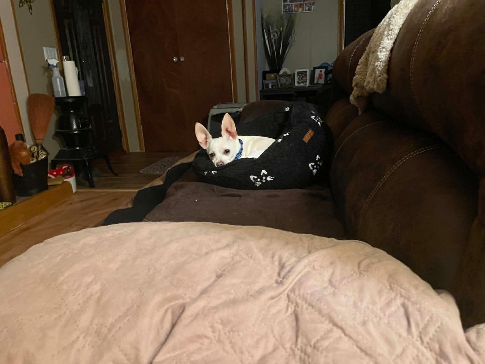 Cruella, a ADOPTABLE Chihuahua in Fulton, NY image 5/5