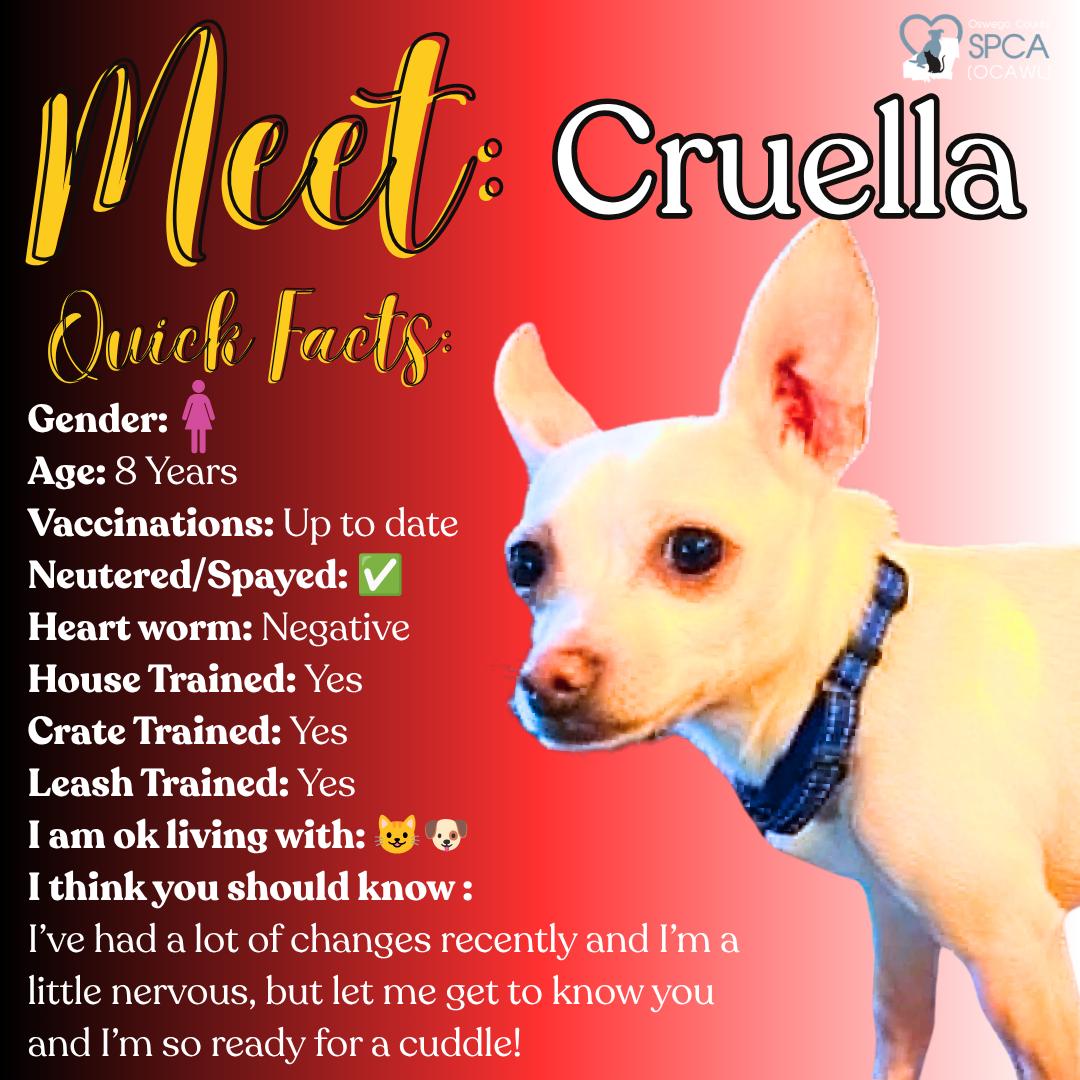 Cruella, ADOPTABLE, Adult Female Chihuahua.