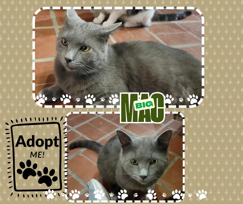 Enlarge Big Mac, a ADOPTABLE American Shorthair in Paris, IL image 1/1