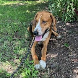 Stick Boy, Adoptable, Adult Male Hound & Mixed Breed.