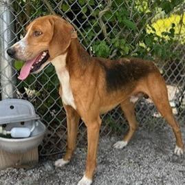 Stick Boy — thumbnail 4