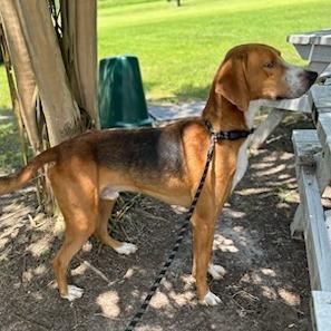 Stick Boy — thumbnail 6