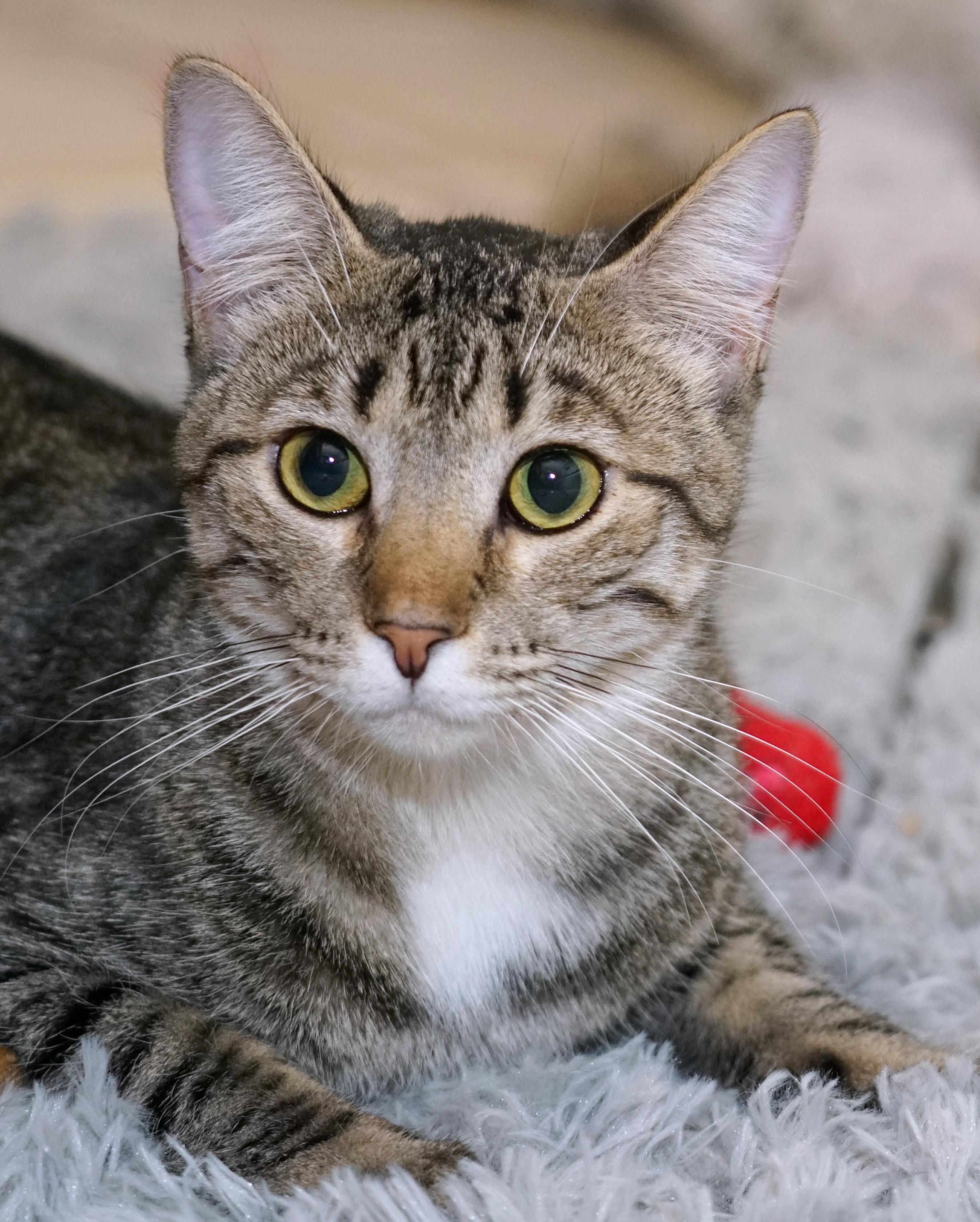Enlarge Baguette, a Adoptable Domestic Short Hair in Rocklin, CA image 1/5