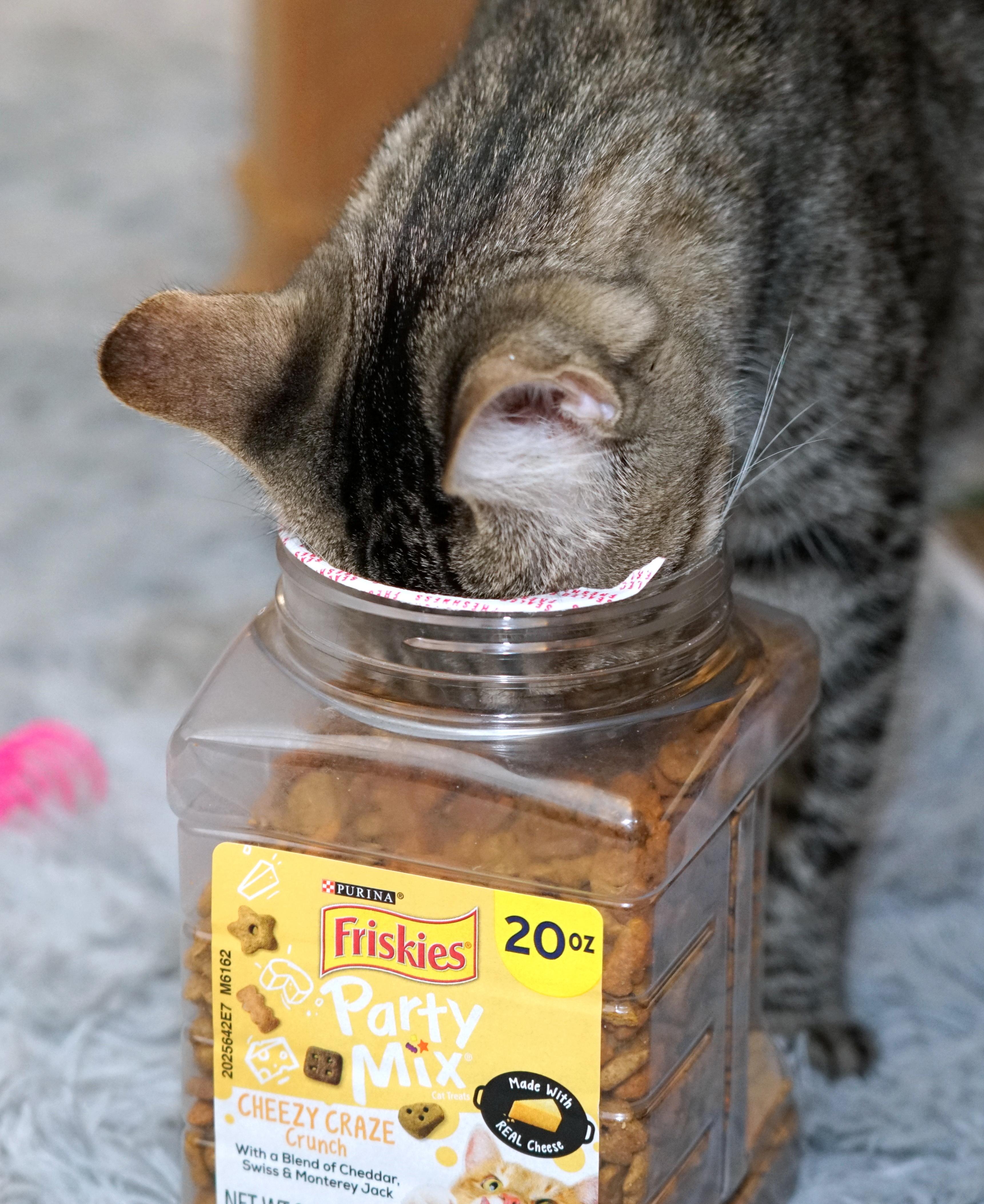 Enlarge Baguette, a Adoptable Domestic Short Hair in Rocklin, CA image 2/5