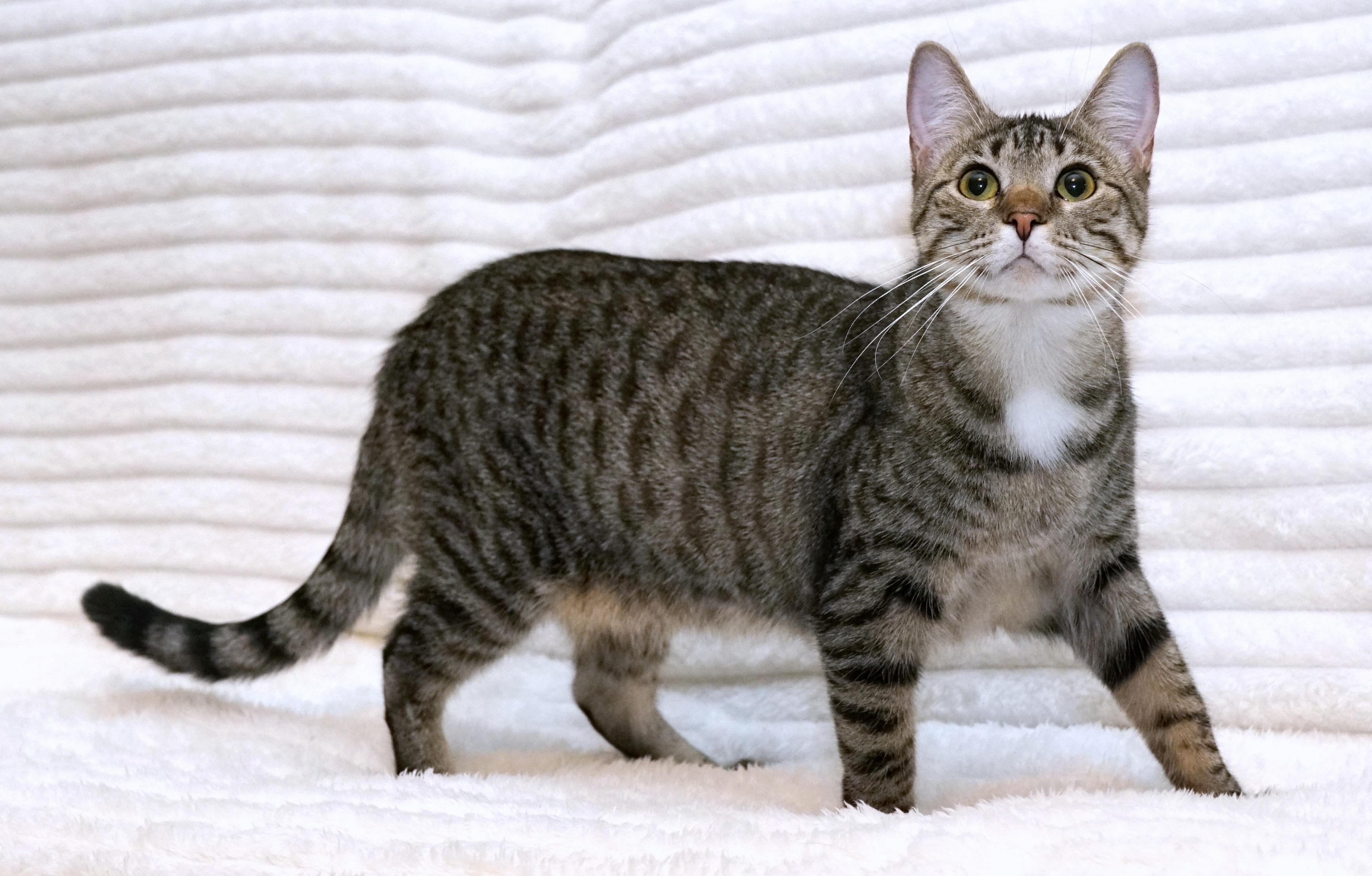 Enlarge Baguette, a Adoptable Domestic Short Hair in Rocklin, CA image 3/5