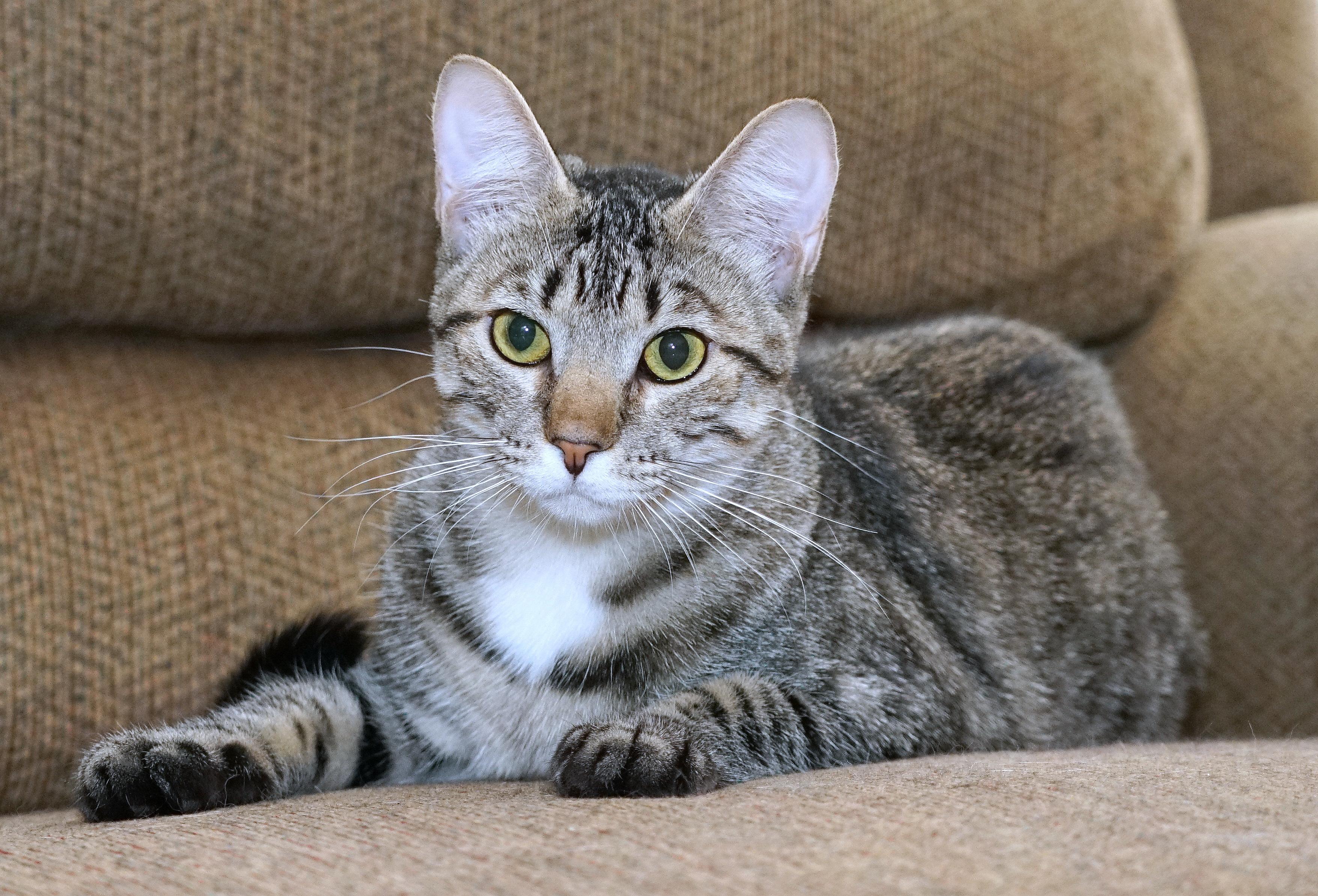 Baguette, Adoptable, Kitten Female Domestic Short Hair.