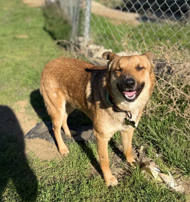 Enlarge Ranger, a ADOPTABLE mixed breed in TEMECULA, CA image 5/6