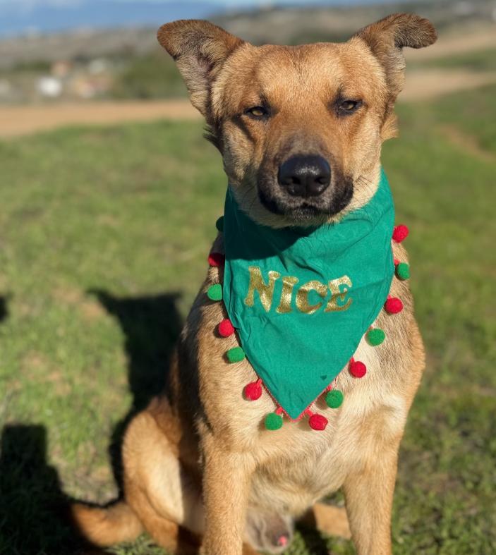 Enlarge Ranger, a ADOPTABLE mixed breed in TEMECULA, CA image 3/6