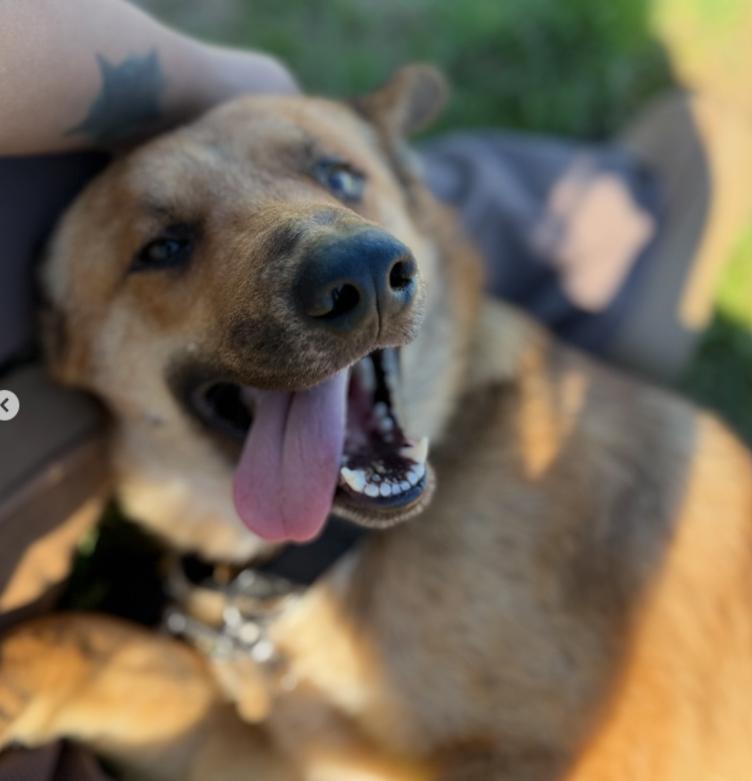 Enlarge Ranger, a ADOPTABLE mixed breed in TEMECULA, CA image 4/6