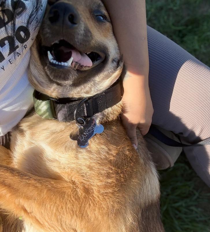 Enlarge Ranger, a ADOPTABLE mixed breed in TEMECULA, CA image 2/6