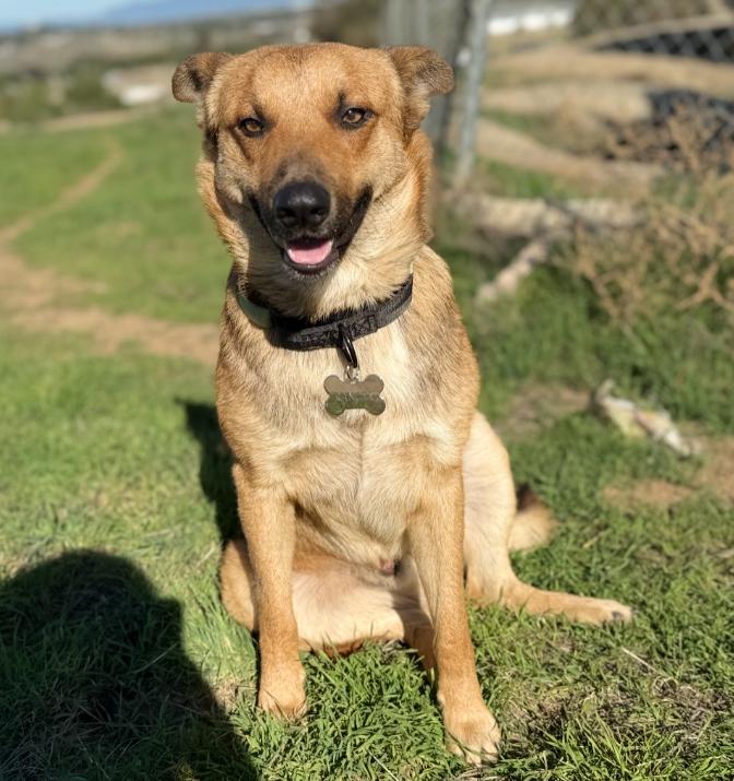 Ranger, ADOPTABLE, Young Male Shepherd.
