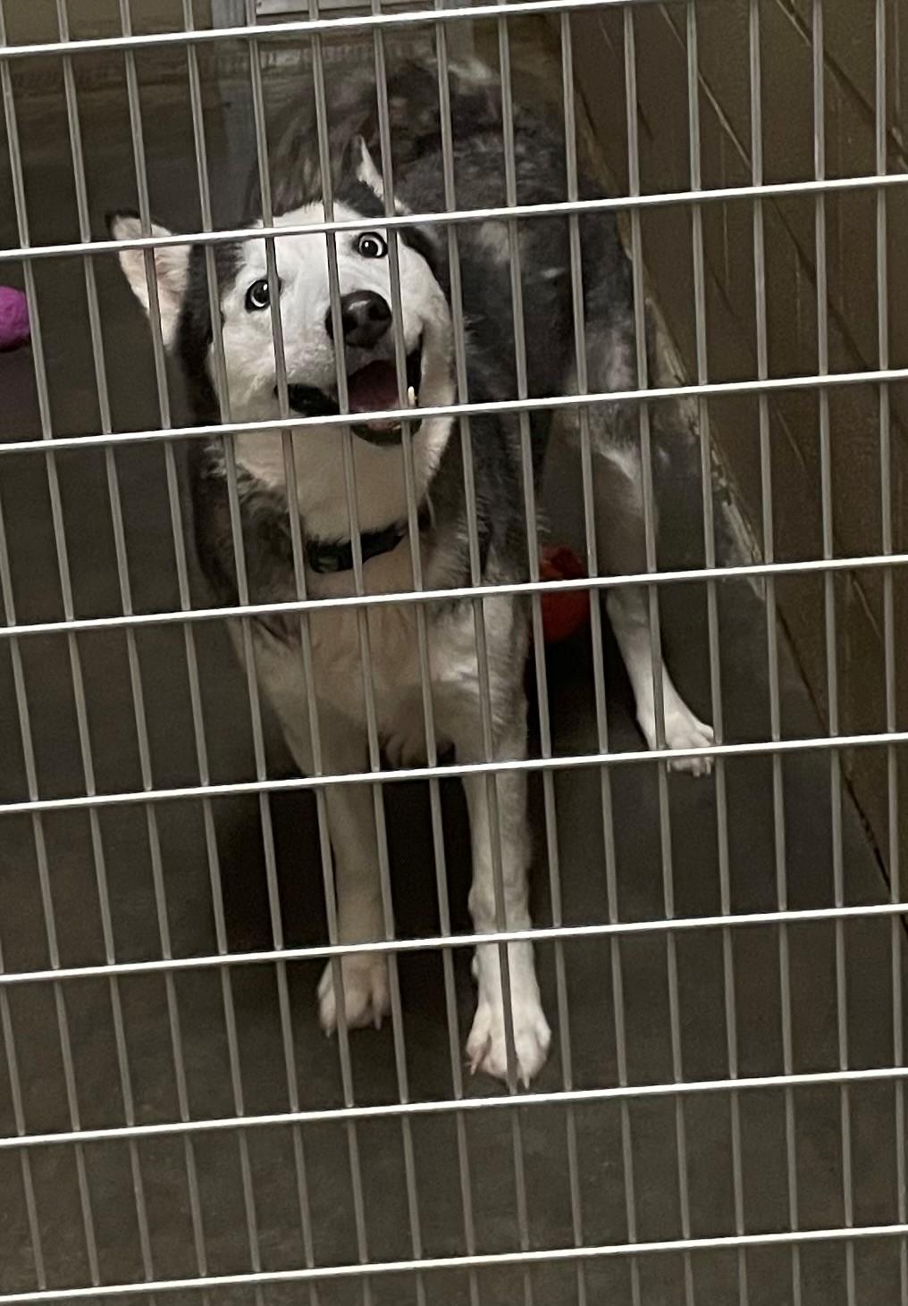 Enlarge Sabrina, an adoptable mixed breed in Seabrook, TX image 4/4