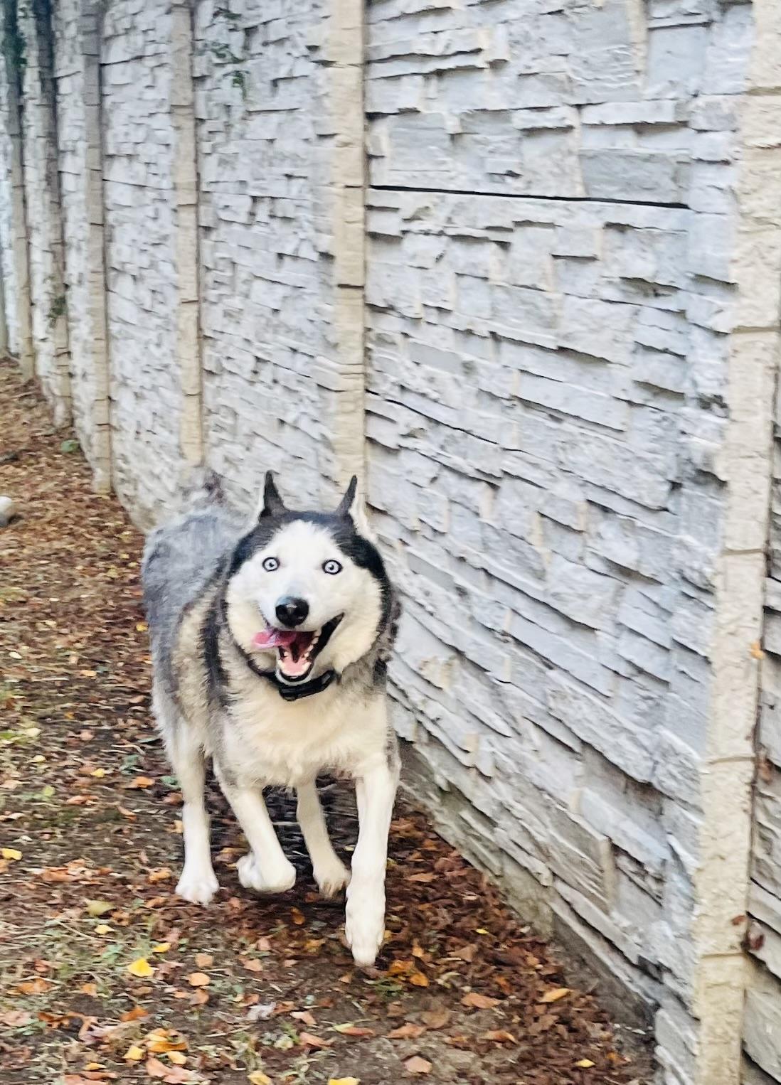 Enlarge Sabrina, an adoptable mixed breed in Seabrook, TX image 2/4