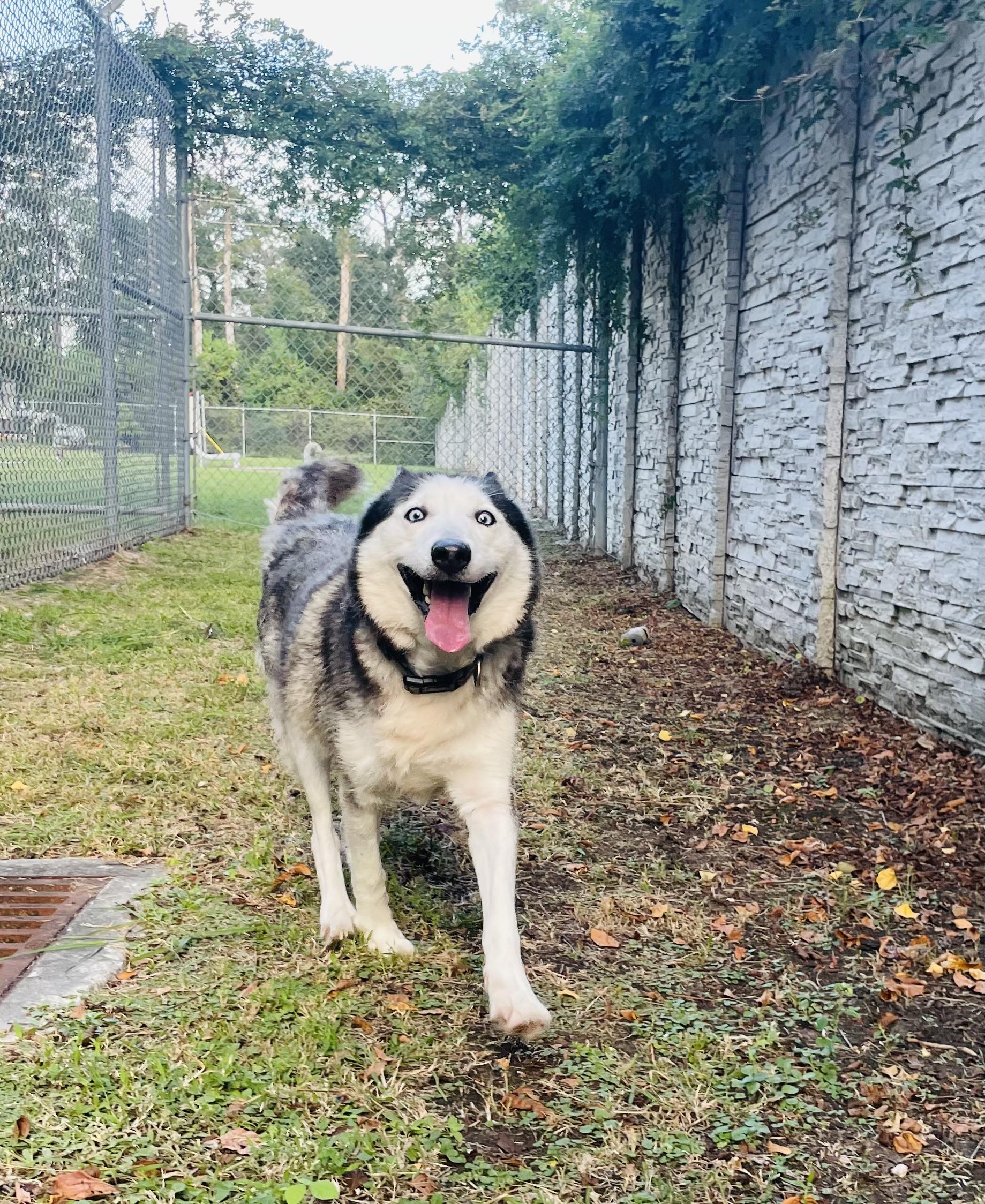 Sabrina, adoptable, Adult Female Siberian Husky & Husky.