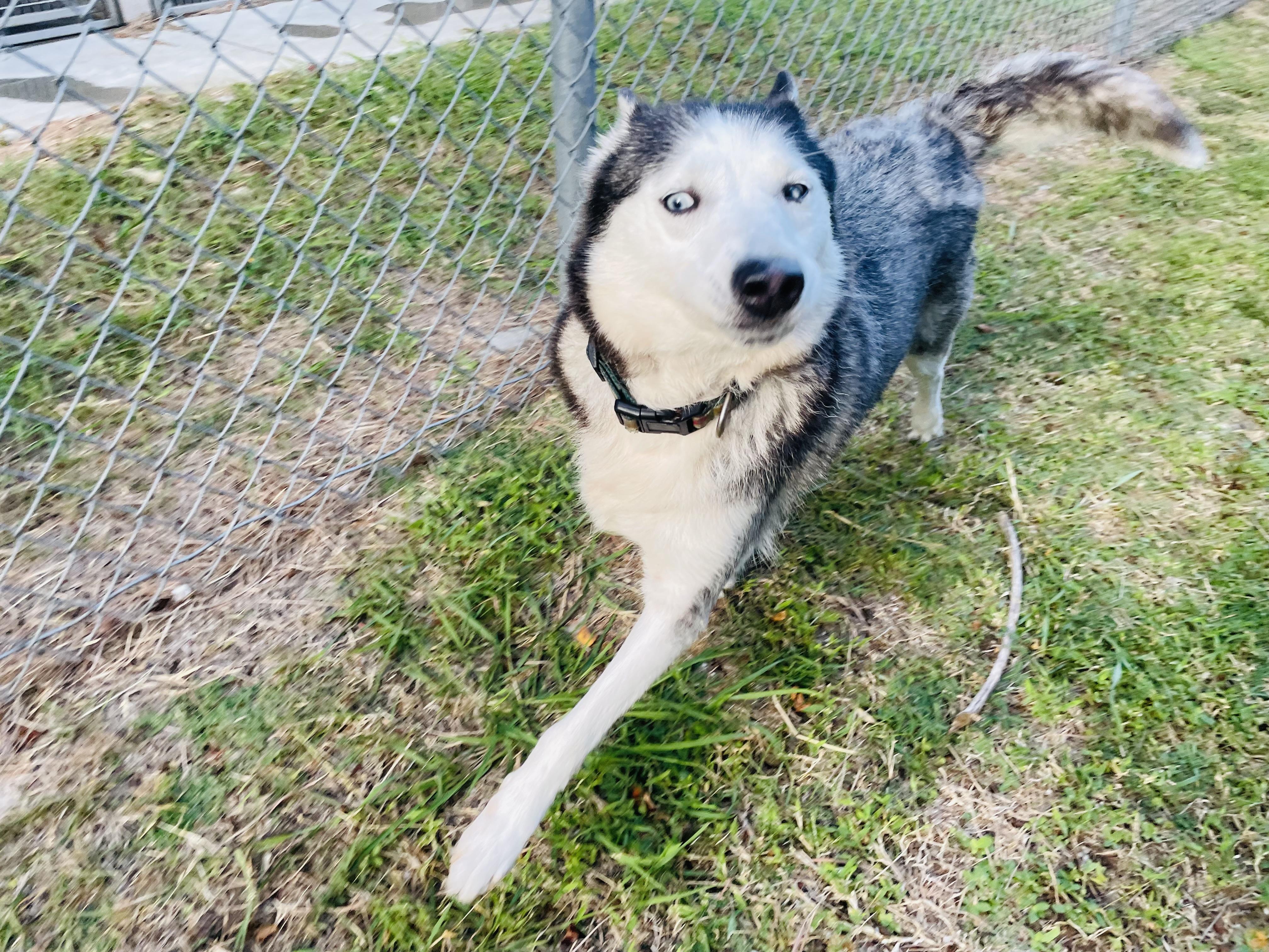 Enlarge Sabrina, an adoptable mixed breed in Seabrook, TX image 3/4