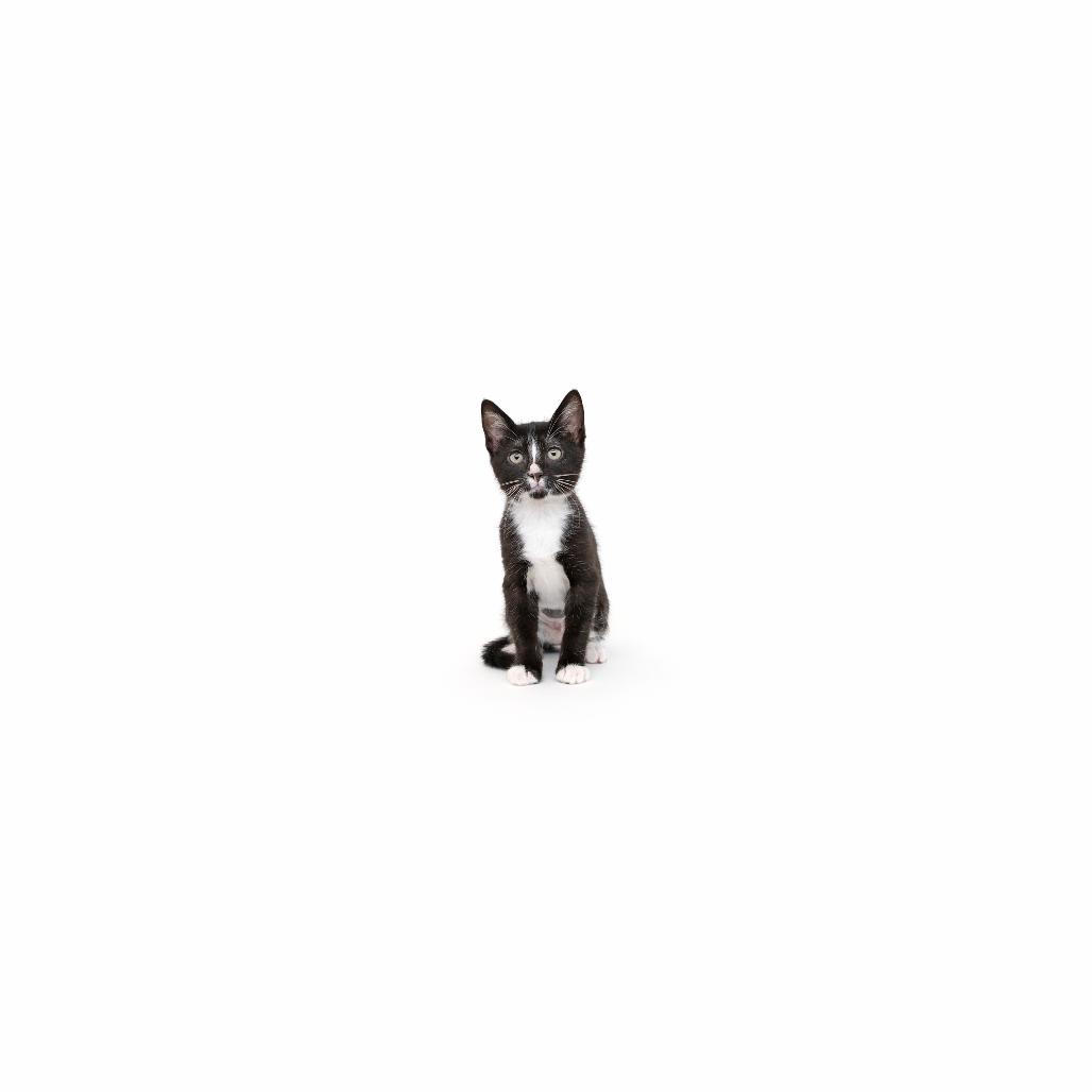 Enlarge Amazon, a Adoptable Domestic Short Hair in Playa Vista, CA image 1/1