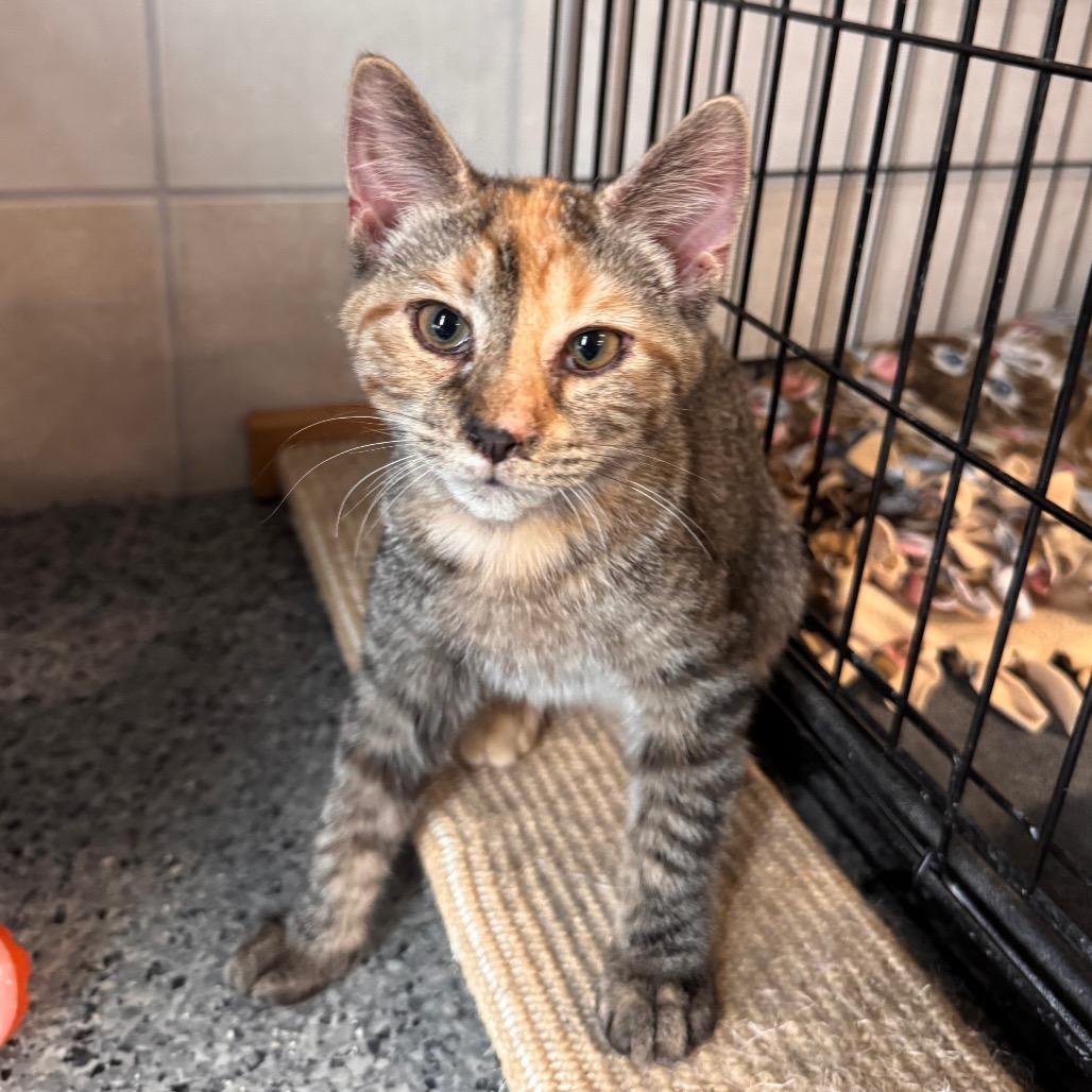 Enlarge Winnie, a Adoptable Domestic Medium Hair in Mondovi, WI image 1/4