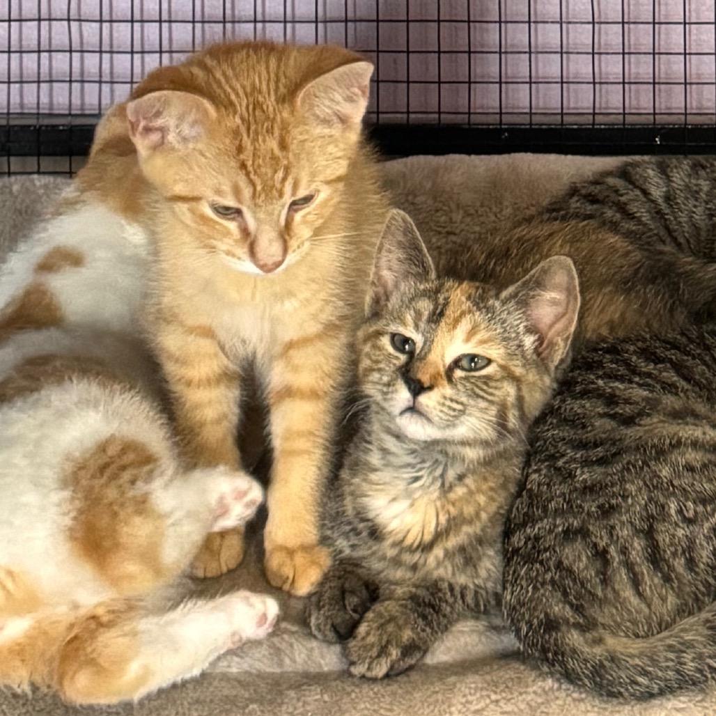 Enlarge Winnie, a Adoptable Domestic Medium Hair in Mondovi, WI image 2/4