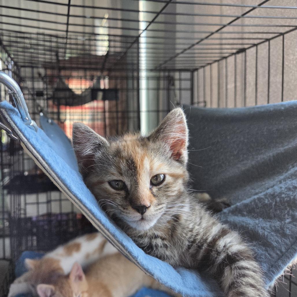 Enlarge Winnie, a Adoptable Domestic Medium Hair in Mondovi, WI image 3/4