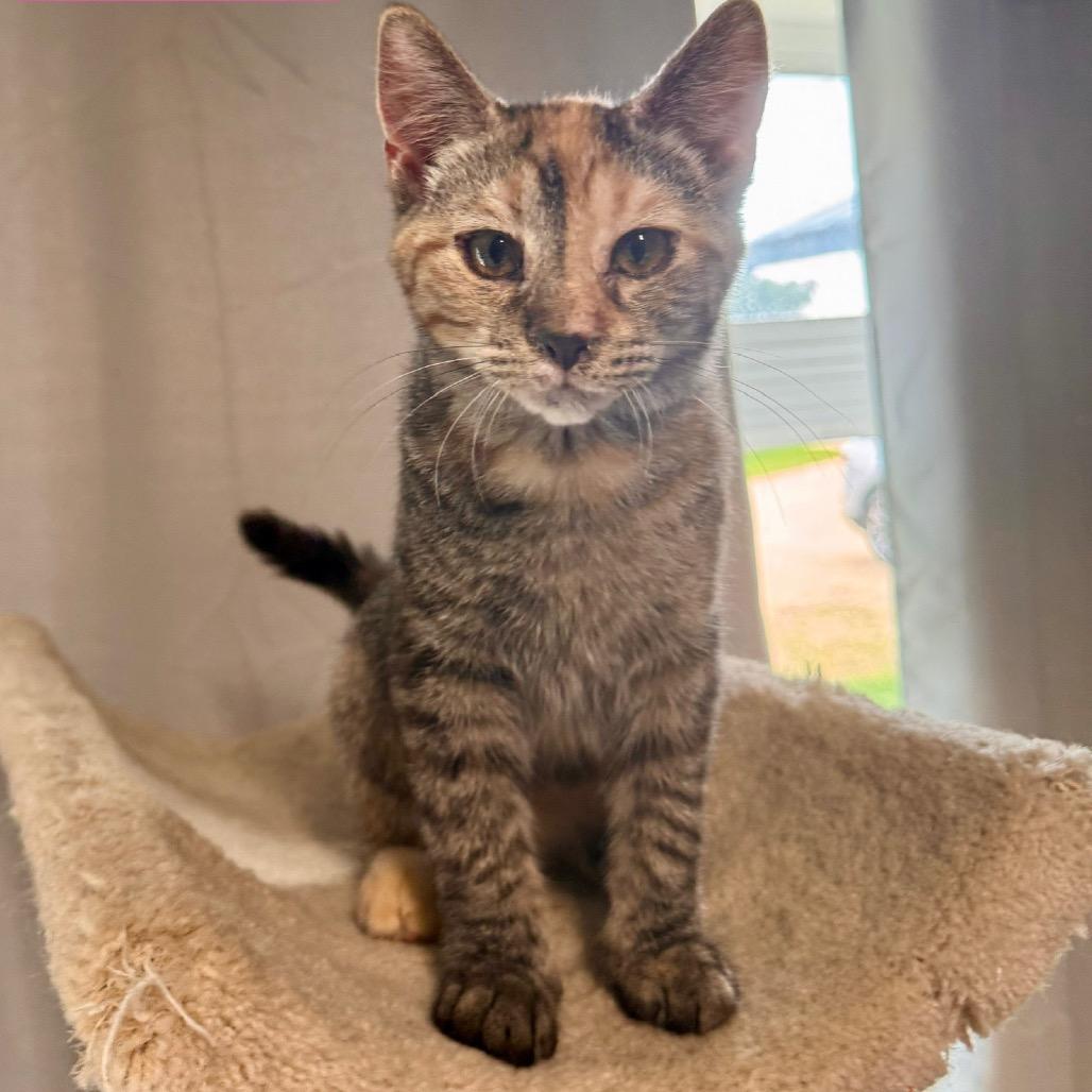 Enlarge Winnie, a Adoptable Domestic Medium Hair in Mondovi, WI image 4/4