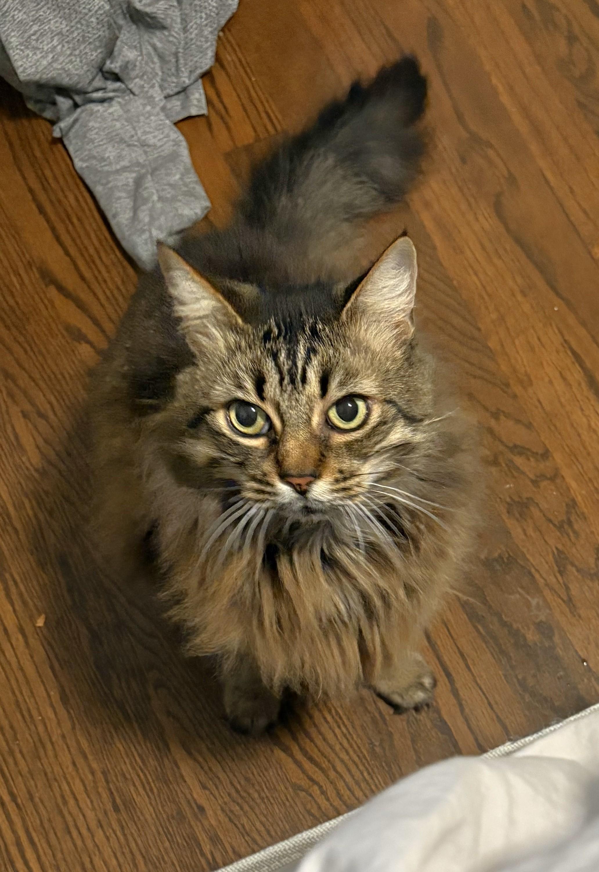 Dali, Adult Female Norwegian Forest Cat