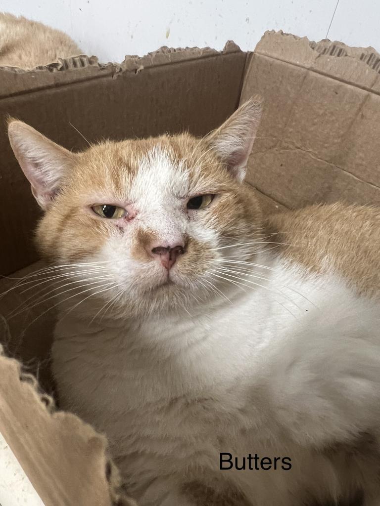 Butters, Adoptable, Adult Male Domestic Short Hair.
