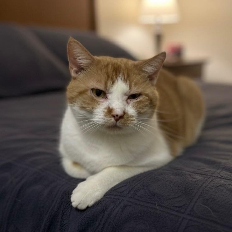 Butters, a Adoptable mixed breed in Pittsfield, IL image 2/3