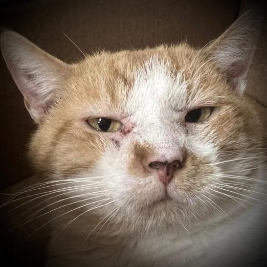 Butters, a Adoptable mixed breed in Pittsfield, IL image 3/3