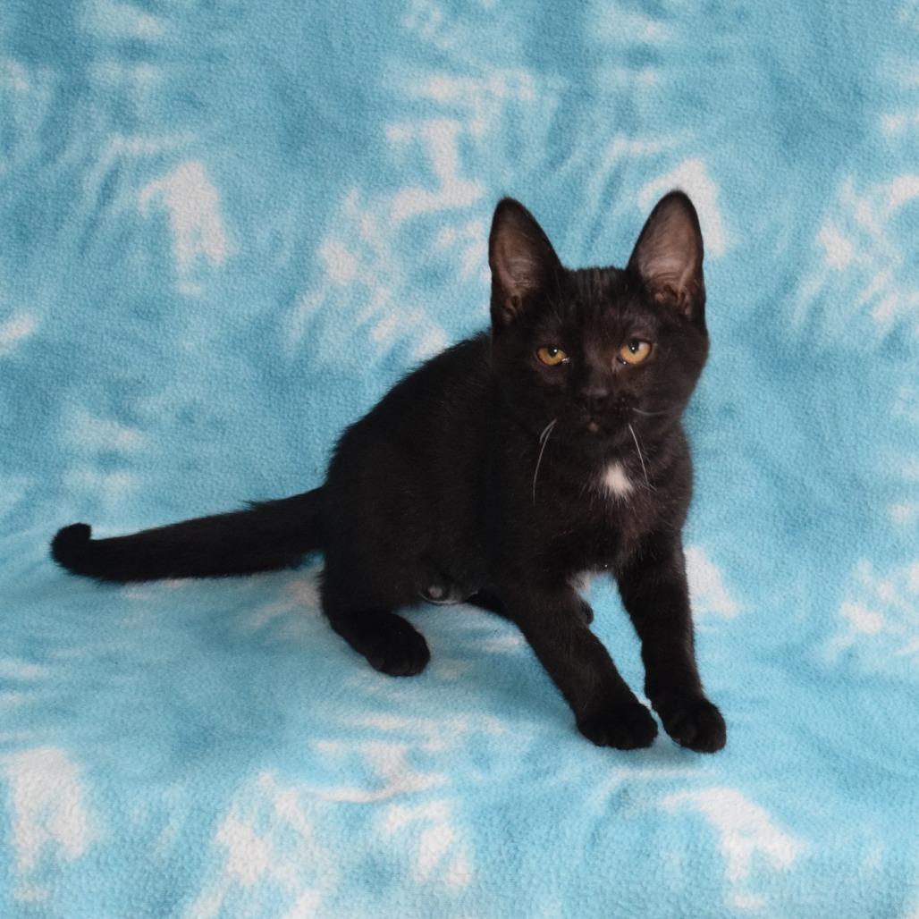 River, Adoptable, Kitten Female Domestic Short Hair.