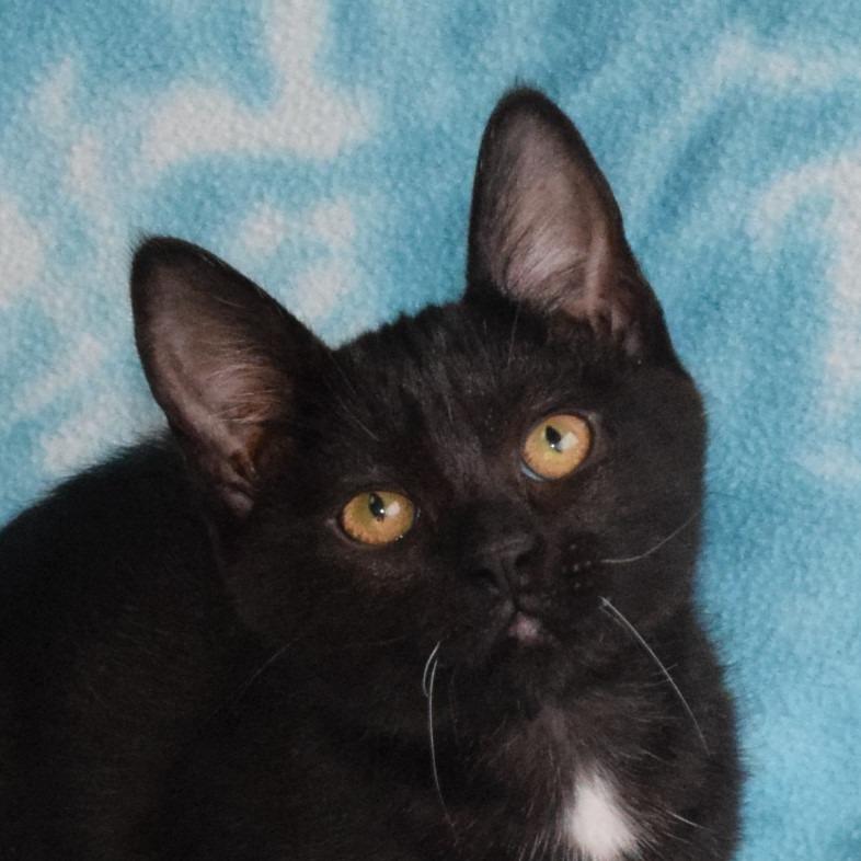 Enlarge River, a Adoptable Domestic Short Hair in Eureka, CA image 2/4