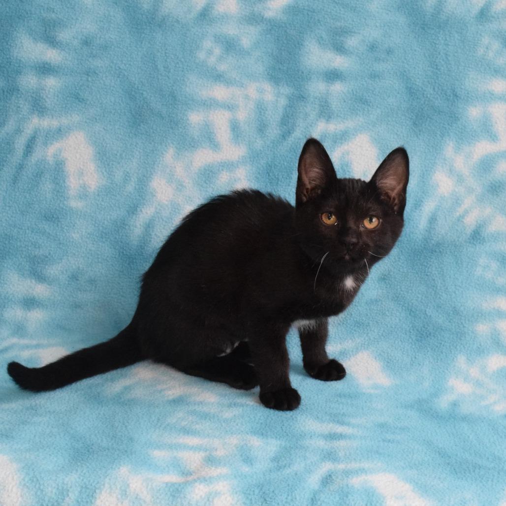 Enlarge River, a Adoptable Domestic Short Hair in Eureka, CA image 3/4