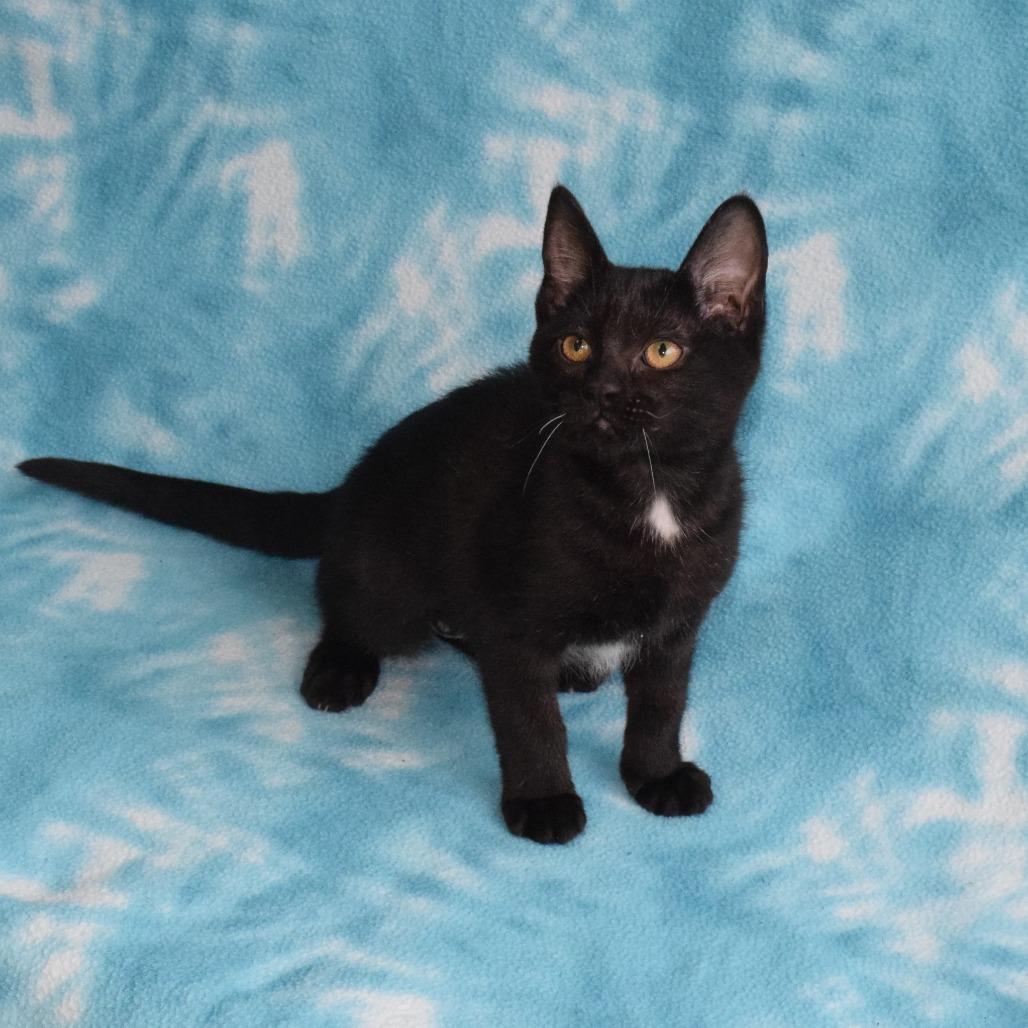 Enlarge River, a Adoptable Domestic Short Hair in Eureka, CA image 4/4