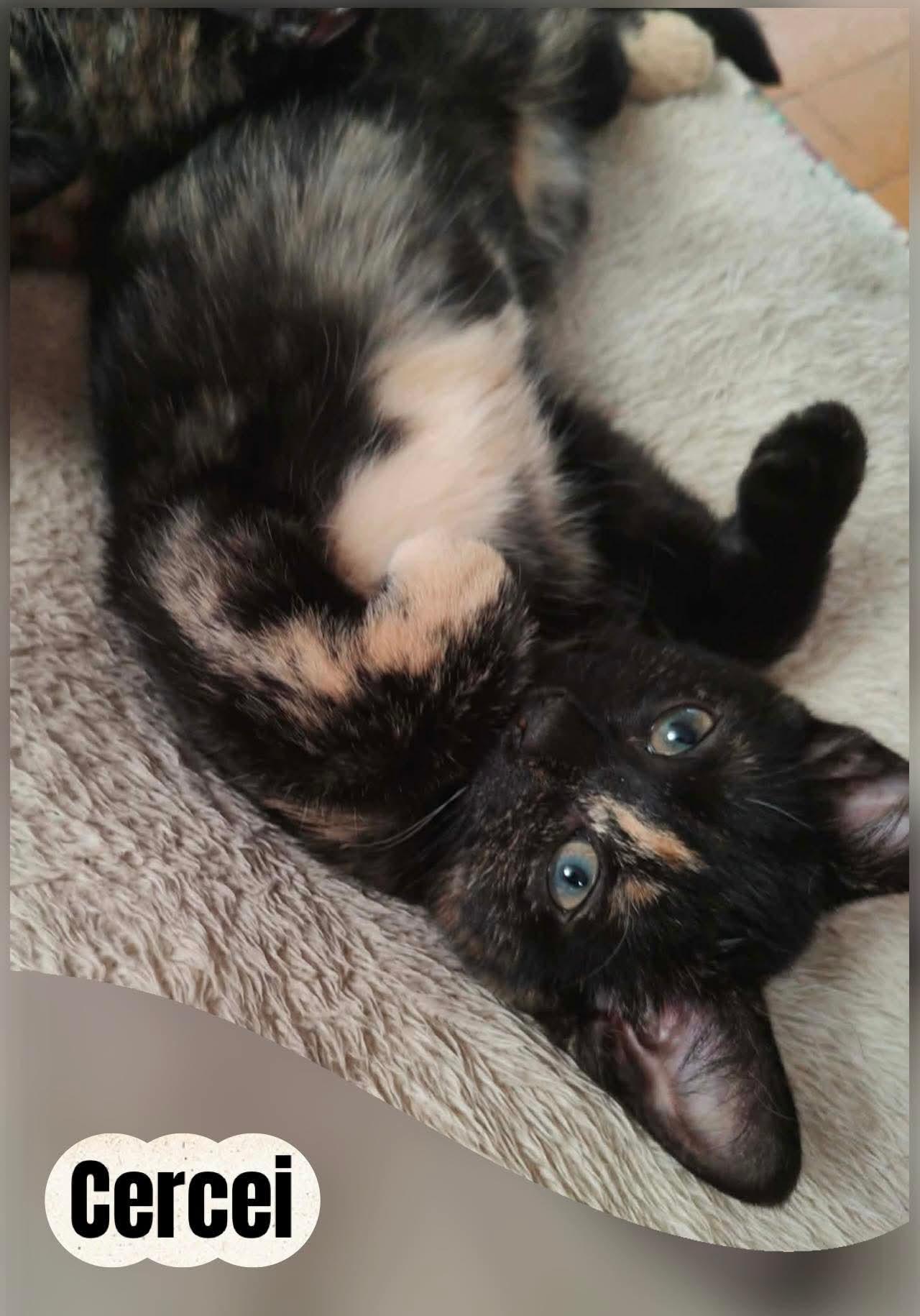 Cercei, ADOPTABLE, Kitten Female Domestic Short Hair.