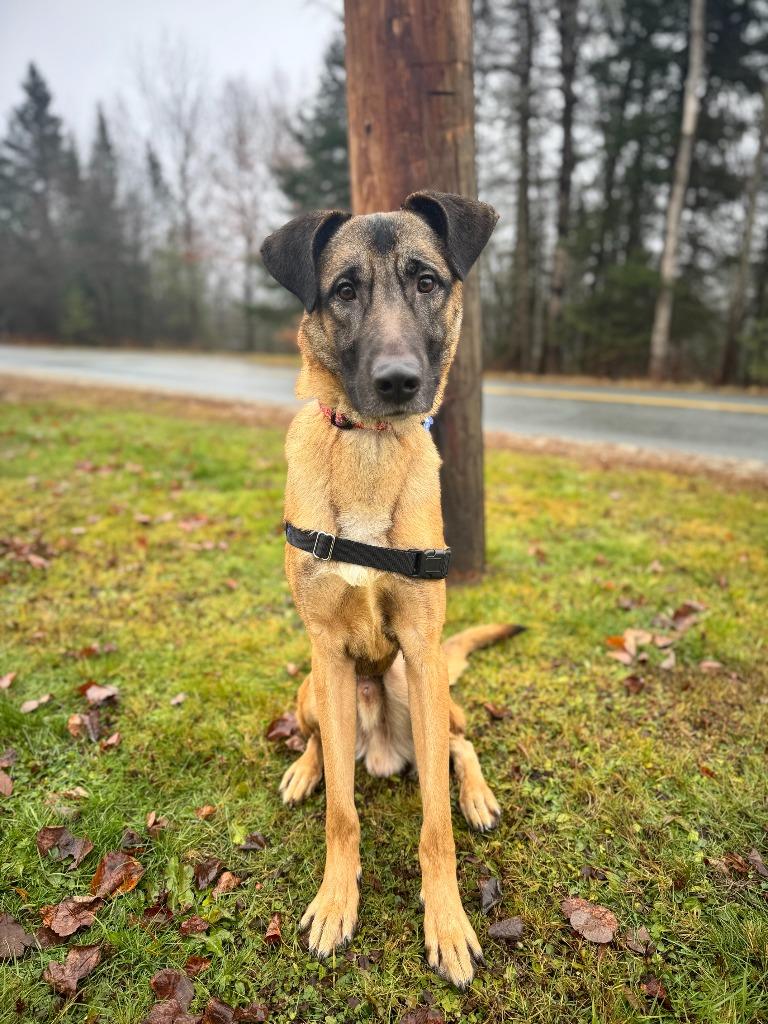 Winston, a Adoptable mixed breed in Lunenburg, VT image 1/4