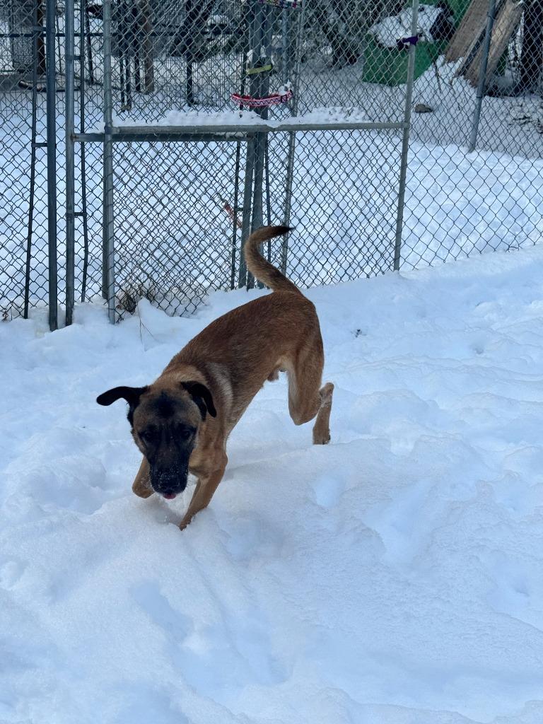 Winston, a Adoptable mixed breed in Lunenburg, VT image 4/4