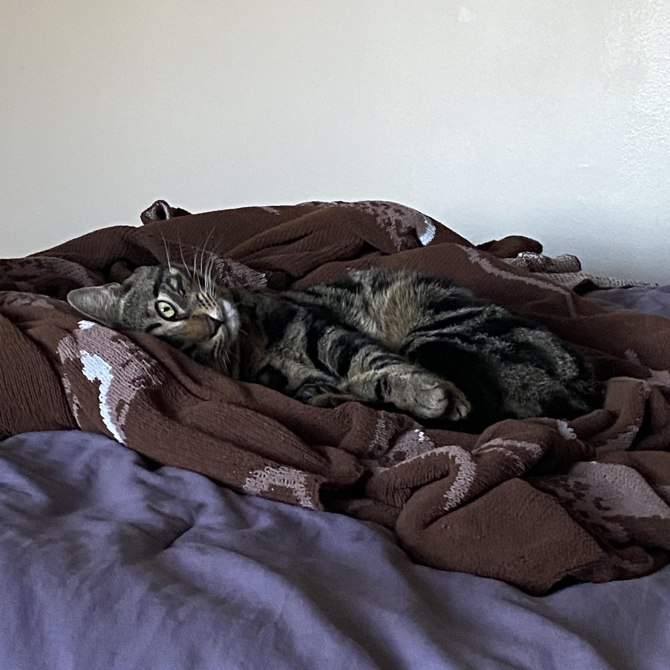 Enlarge Bowie (Bo), an adopted Domestic Short Hair in Albany, NY image 3/5