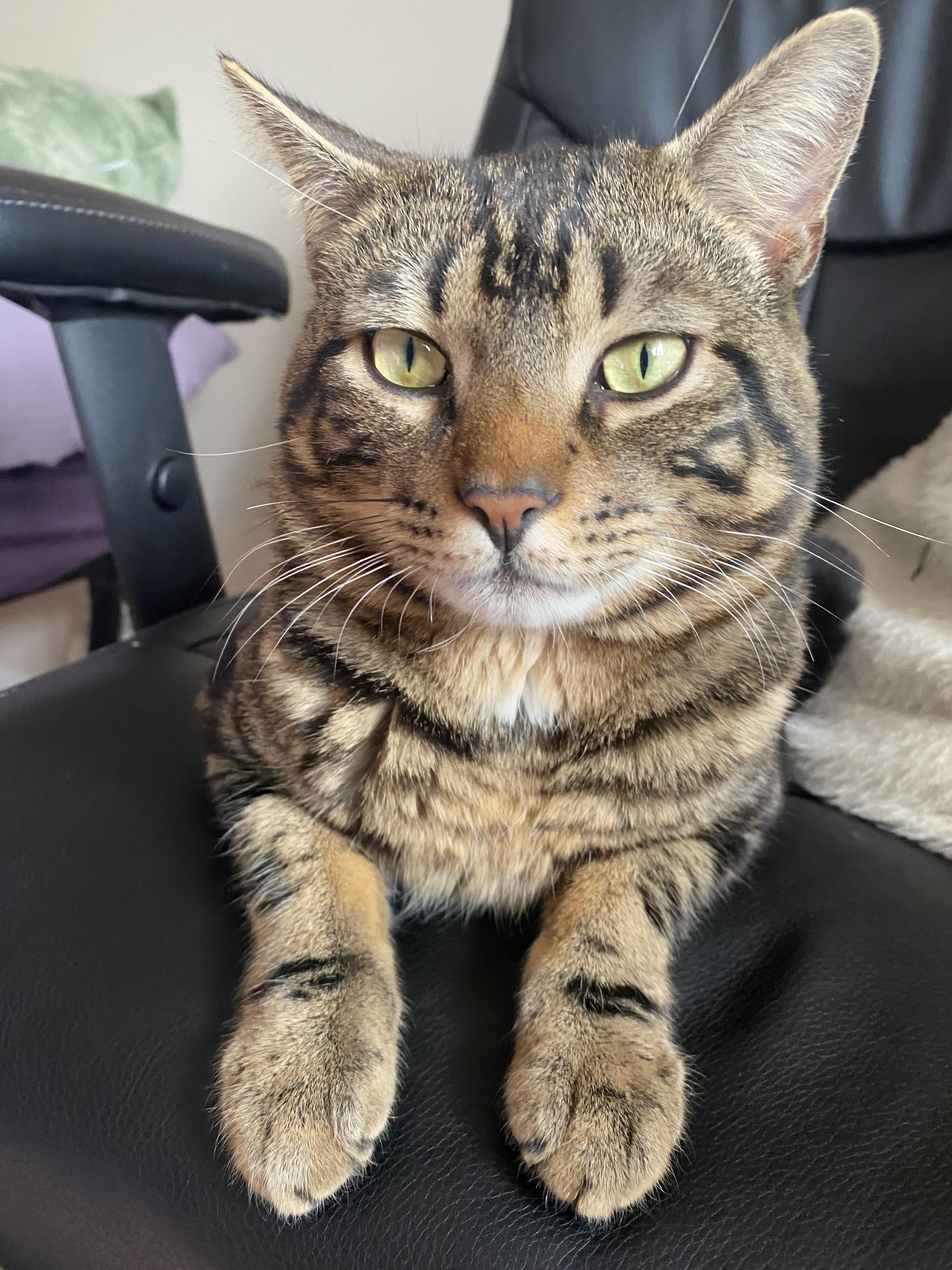 Bowie (Bo), adopted, Young Male Domestic Short Hair.