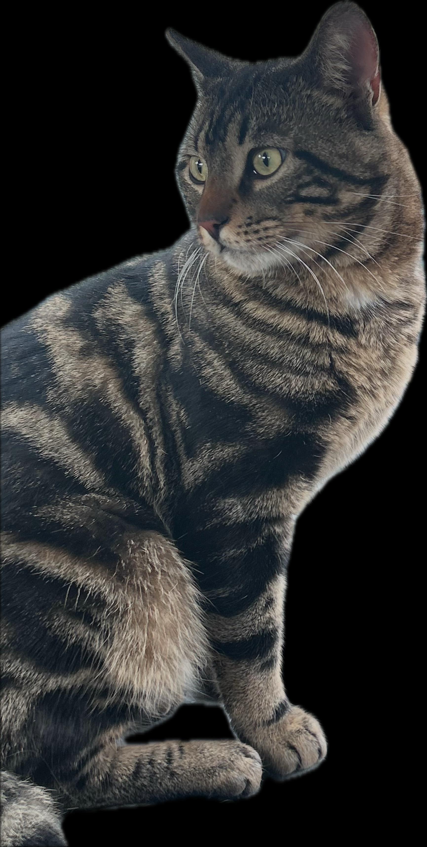 Enlarge Bowie (Bo), an adopted Domestic Short Hair in Albany, NY image 5/5