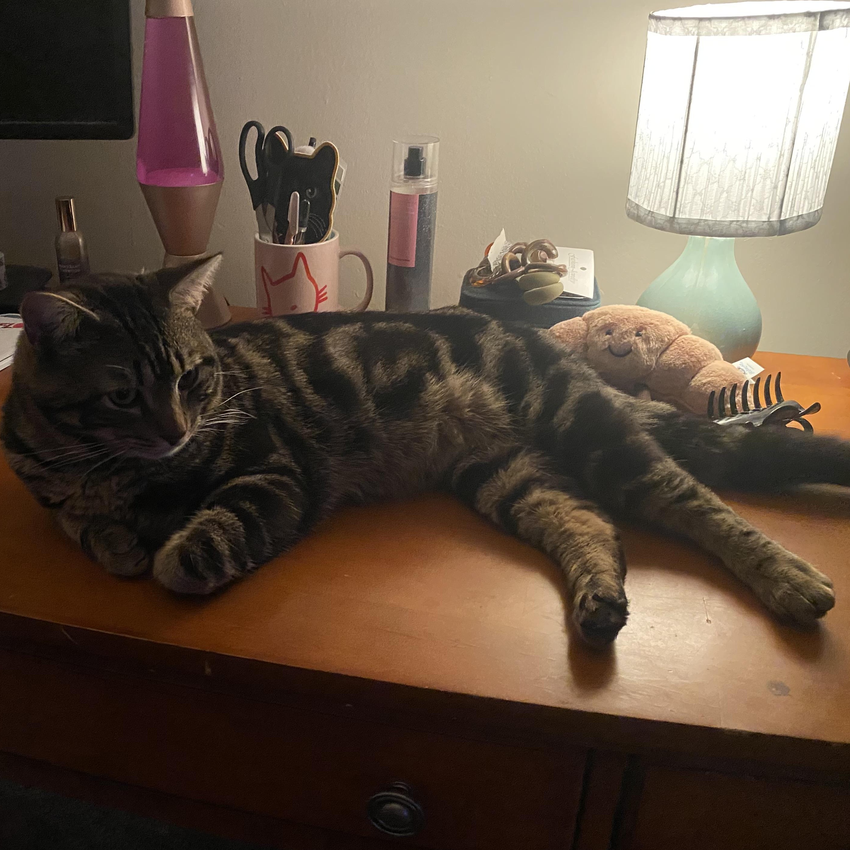 Enlarge Bowie (Bo), an adopted Domestic Short Hair in Albany, NY image 2/5