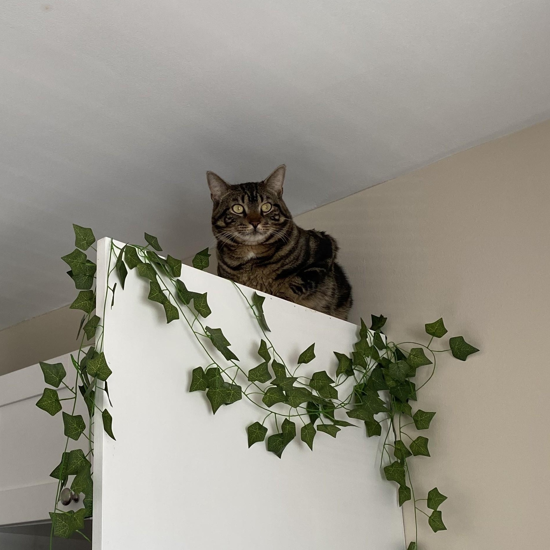 Enlarge Bowie (Bo), an adopted Domestic Short Hair in Albany, NY image 4/5