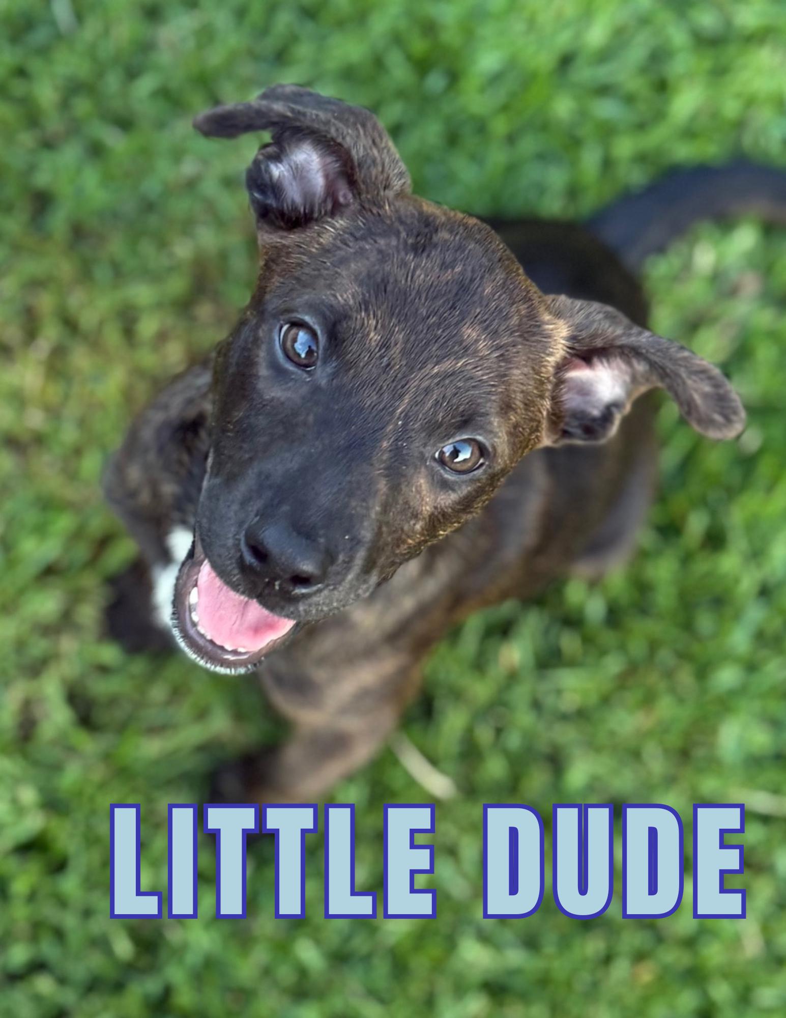 Little Dude, Baby Male Mixed Breed